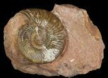 Jurassic Parkinsonia Ammonite - Germany #92457-1